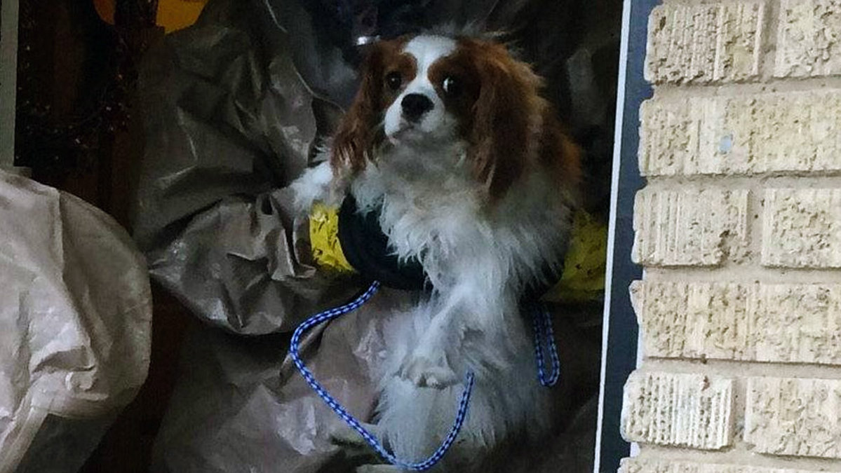 Den lilla hunden evakueras från sitt hem när matte blivit ebolasmittad.